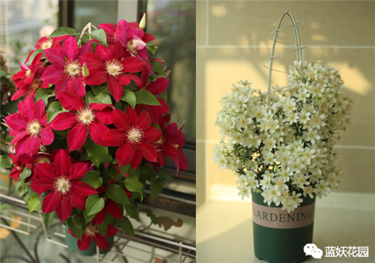 铁线莲的养殖方法和注意事项，冬天铁线莲的养殖方法和注意事项（铁线莲藤本皇后你值得养一颗）