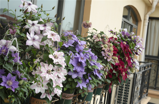 铁线莲的养殖方法和注意事项，冬天铁线莲的养殖方法和注意事项（铁线莲藤本皇后你值得养一颗）