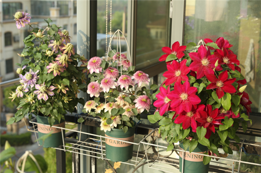 铁线莲的养殖方法和注意事项，冬天铁线莲的养殖方法和注意事项（铁线莲藤本皇后你值得养一颗）