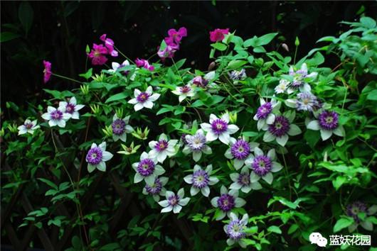 铁线莲的养殖方法和注意事项，冬天铁线莲的养殖方法和注意事项（铁线莲藤本皇后你值得养一颗）