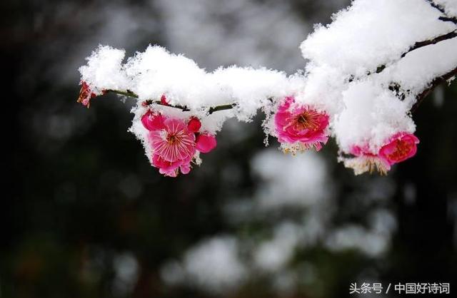 青莲居士是谁，青莲居士是谁的雅号（青莲居士，钗头凤）