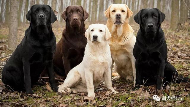 适合新手饲养的宠物边境牧羊犬，如何饲养边境牧羊犬（13种最适合新手养的犬种）