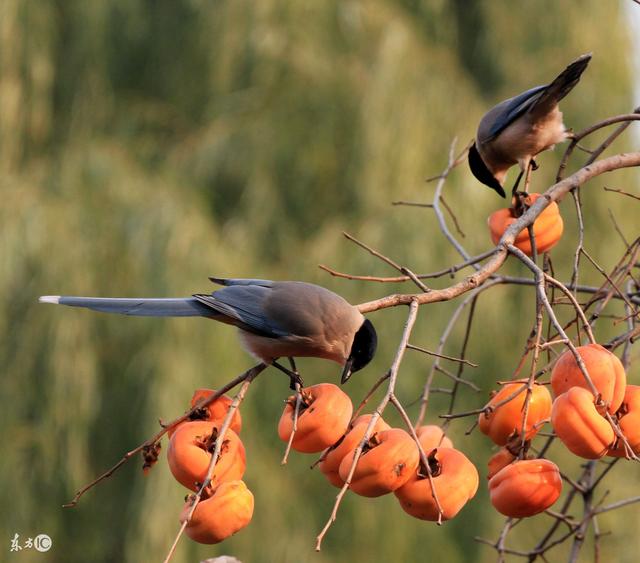 孕妇梦见好多鱼是什么意思，孕妇梦见很多鱼是什么意思（宝宝出生后定是人中龙凤）