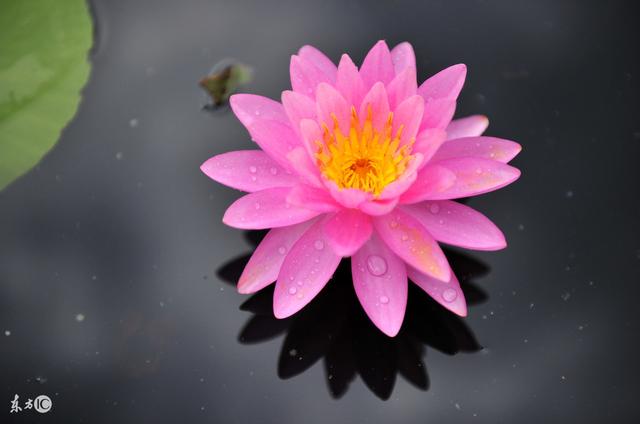 孕妇梦见好多鱼是什么意思，孕妇梦见很多鱼是什么意思（宝宝出生后定是人中龙凤）