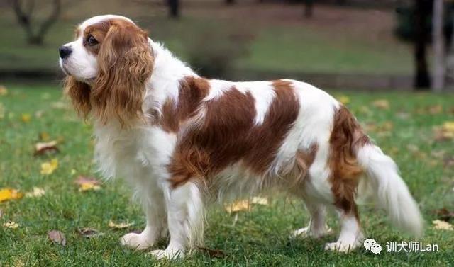 适合新手饲养的宠物边境牧羊犬，如何饲养边境牧羊犬（13种最适合新手养的犬种）