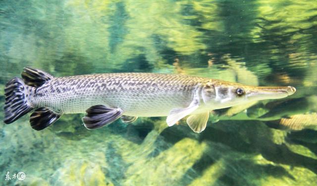 孕妇梦见好多鱼是什么意思，孕妇梦见很多鱼是什么意思（宝宝出生后定是人中龙凤）