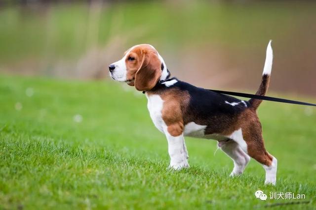 适合新手饲养的宠物边境牧羊犬，如何饲养边境牧羊犬（13种最适合新手养的犬种）