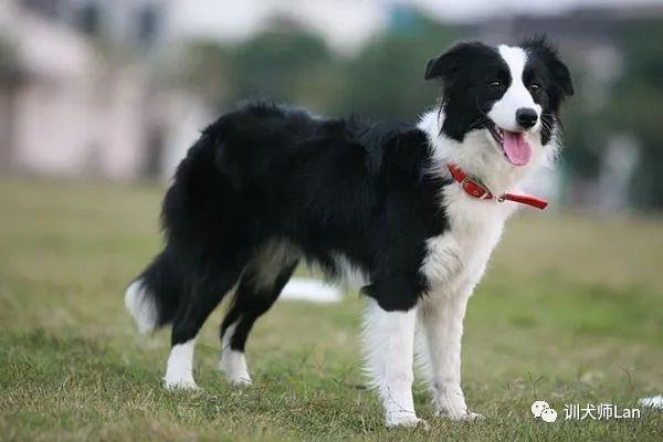 适合新手饲养的宠物边境牧羊犬，如何饲养边境牧羊犬（13种最适合新手养的犬种）