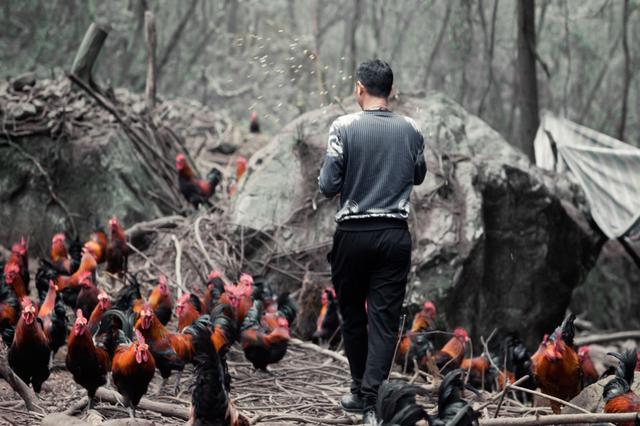 赵亮为什么养鸡，赵亮养的是什么鸡（我们问了问赵亮）