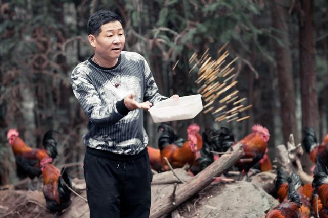 赵亮为什么养鸡，赵亮养的是什么鸡（我们问了问赵亮）