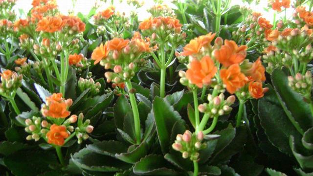 长寿花为什么致癌,长寿花为什么致癌视频(冬季养好长寿花必须要了解的