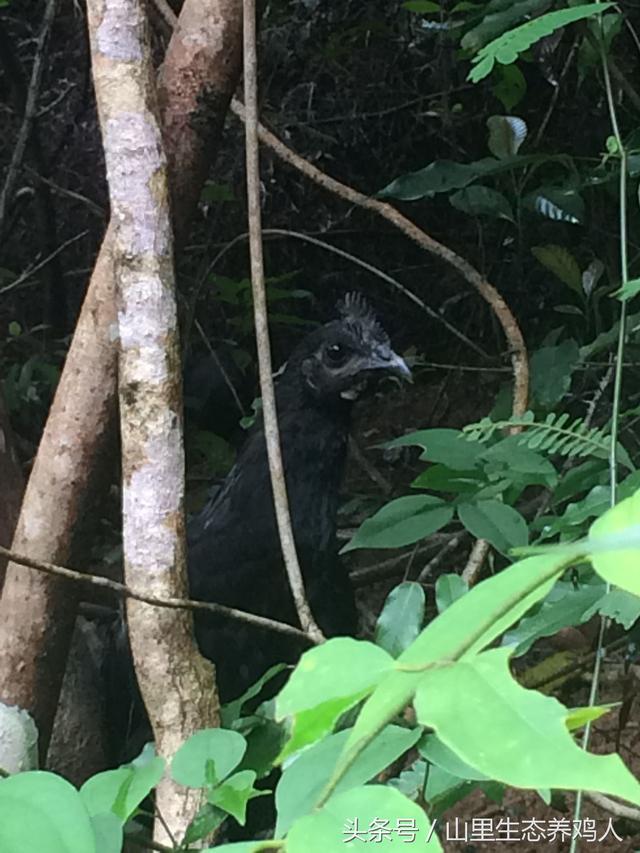 乌鸡蛋的营养价值，乌鸡蛋的营养价值比鸡蛋高吗（轻易就能做出高品质的美食）