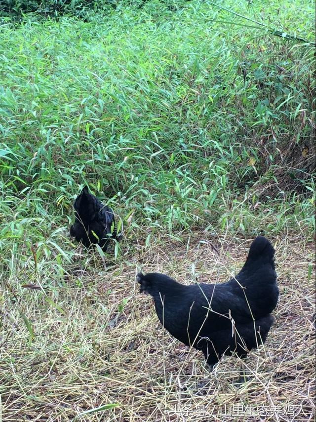 乌鸡蛋的营养价值，乌鸡蛋的营养价值比鸡蛋高吗（轻易就能做出高品质的美食）