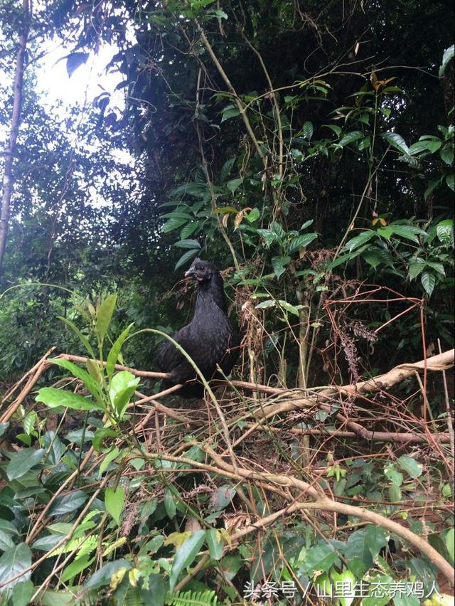 乌鸡蛋的营养价值，乌鸡蛋的营养价值比鸡蛋高吗（轻易就能做出高品质的美食）