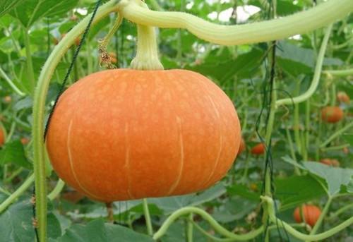 窝瓜的存放方法，冬天窝瓜怎么储存方法（你知道南瓜有什么秘密吗）