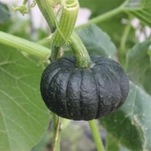 窝瓜的存放方法，冬天窝瓜怎么储存方法（你知道南瓜有什么秘密吗）