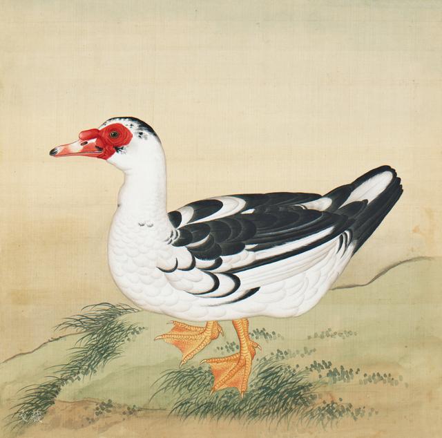 emu是什么鸟（宫廷画中的“珍禽”）