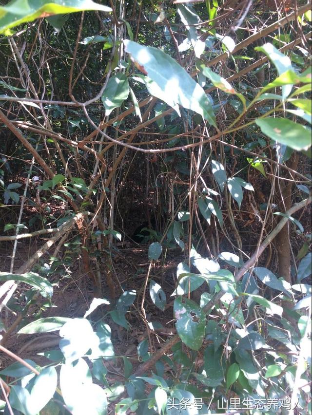 乌鸡蛋的营养价值，乌鸡蛋的营养价值比鸡蛋高吗（轻易就能做出高品质的美食）