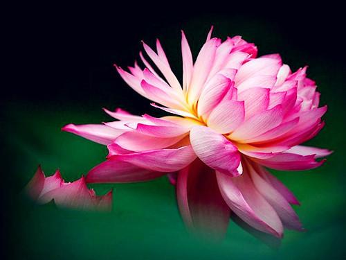 劳而无功打一正确生肖，劳而无功打一生肖（立冬后，哪些属相该注意了）