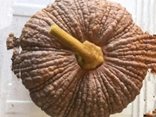 窝瓜的存放方法，冬天窝瓜怎么储存方法（你知道南瓜有什么秘密吗）