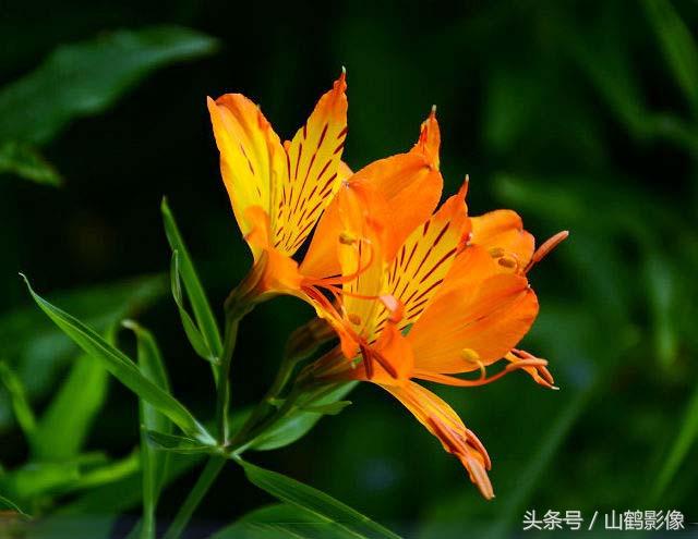 表示友谊的花，表示友谊的花的诗句（摄影欣赏：象征友谊的六出花）