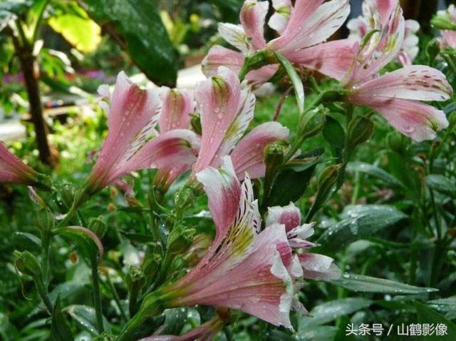 表示友谊的花，表示友谊的花的诗句（摄影欣赏：象征友谊的六出花）