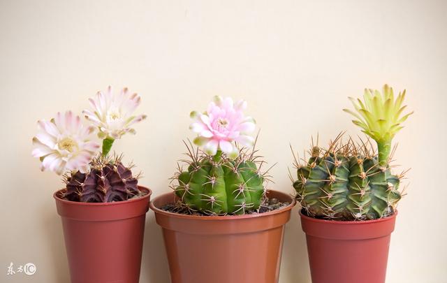 仙人掌的功效与作用，仙人球的功效与作用及食用方法（仙人掌：不为人知的功效）