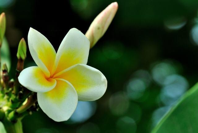 什么花一年四季都开花，一年四季都会开花的植物（一年四季花香不断）