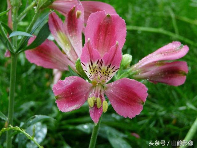 表示友谊的花，表示友谊的花的诗句（摄影欣赏：象征友谊的六出花）