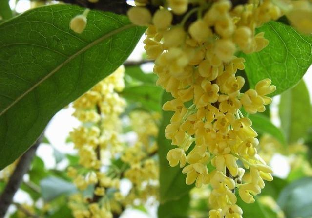 什么花一年四季都开花，一年四季都会开花的植物（一年四季花香不断）