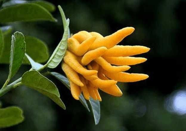 马蹄莲花几月开,马蹄莲花开多少天(植物开花结果的四季规律)