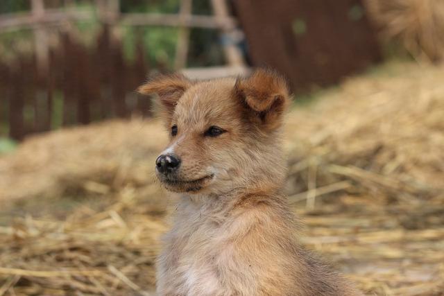 什麼動物最受歡迎,什麼動物最受歡迎急轉彎(四種最受人歡迎的寵物)