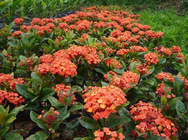 什么花一年四季都开花，一年四季都会开花的植物（一年四季花香不断）