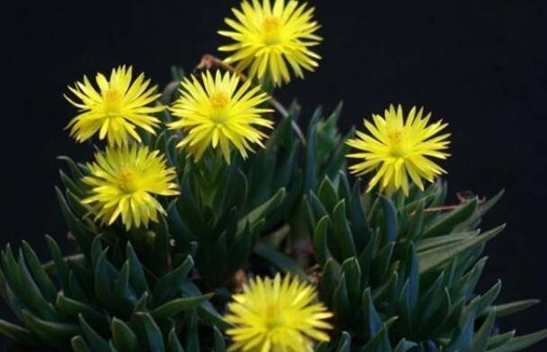 黄花照波怎么爆盆，黄花照波如何养殖才能开出艳丽花朵