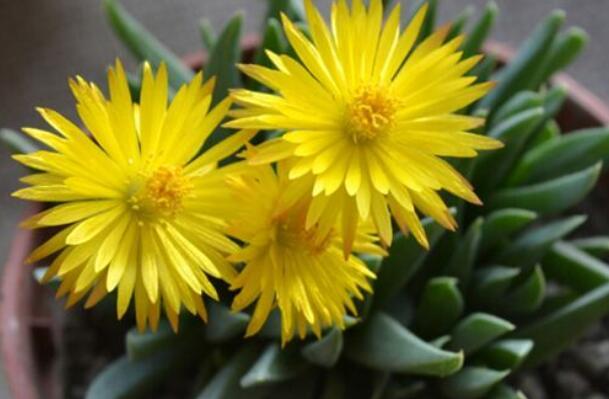 黄花照波怎么爆盆，黄花照波如何养殖才能开出艳丽花朵