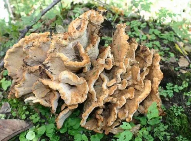 东北山货特产,东北山货土特产加盟(东北的几种野生蘑菇)