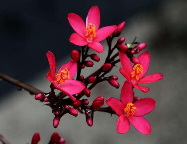 什么花一年四季都开花，一年四季都会开花的植物（一年四季花香不断）