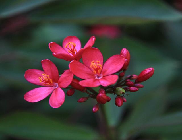 什么花一年四季都开花，一年四季都会开花的植物（一年四季花香不断）