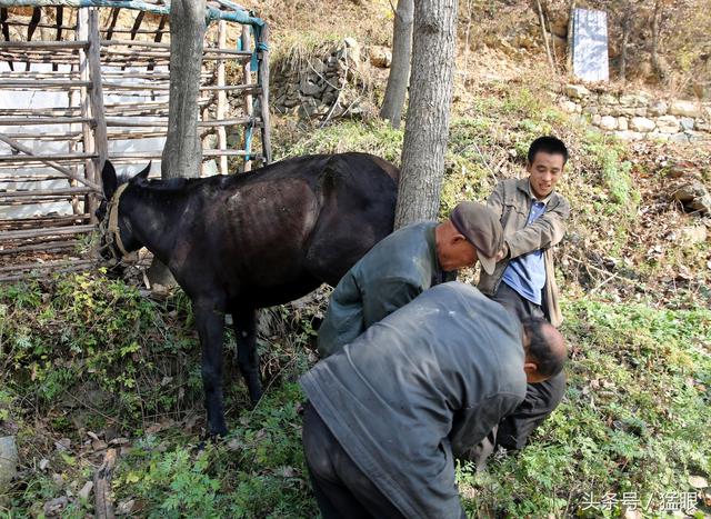 四馬蹄攢綁視頻,駟馬攢蹄(三個男人給一頭騾子釘掌)