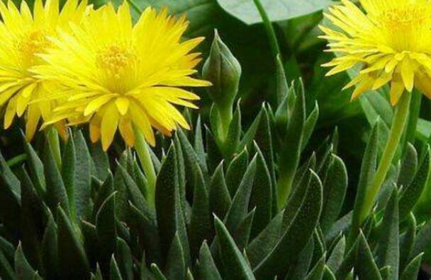 黄花照波怎么爆盆，黄花照波如何养殖才能开出艳丽花朵