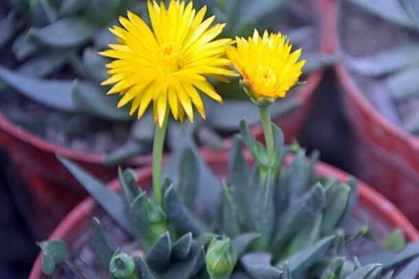 黄花照波怎么爆盆，黄花照波如何养殖才能开出艳丽花朵