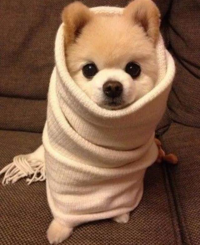 萌犬俊介是什么品种,它用自己的笑容治愈无数人(俊介犬是小型犬吗)