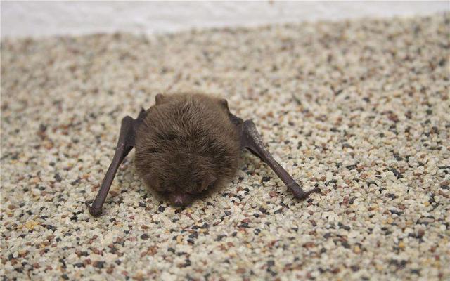 蝙蝠怕什么 怎么驱赶，蝙蝠怕什么（成群蝙蝠屋顶安家驱赶喷药均无效）