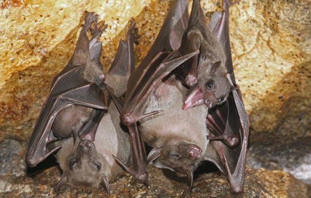 蝙蝠怕什么 怎么驱赶，蝙蝠怕什么（成群蝙蝠屋顶安家驱赶喷药均无效）