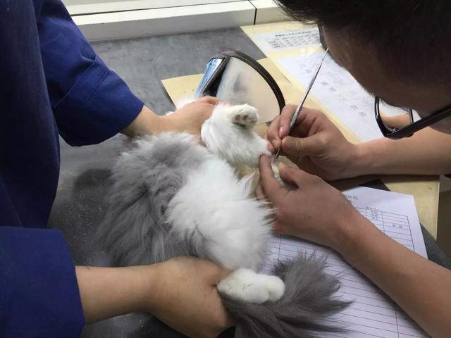 梦见被猫咬了是什么意思，梦见被猫咬意味着什么（它还是那么漂亮丨十个为猫咪流泪的故事）