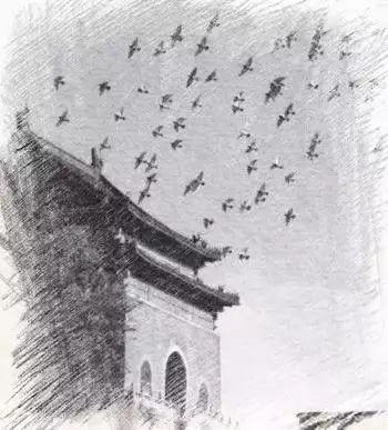 大鼻子鸽是什么品种，老北京人的养鸽习俗用语