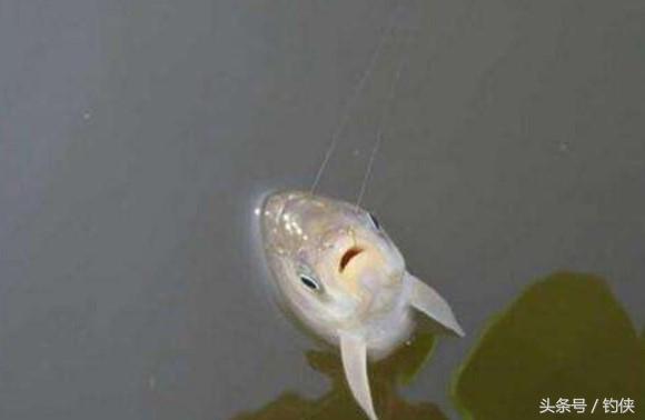 鱼的生活习性，鱼的生活特点（钓鱼技巧：不同季节的鱼）