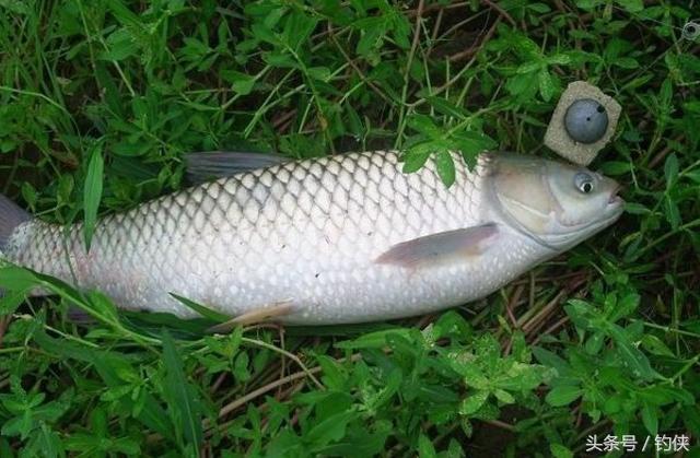鱼的生活习性，鱼的生活特点（钓鱼技巧：不同季节的鱼）