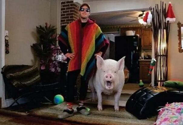 可爱小猪猪治愈图片/不许说我胖 我只是可爱到膨胀,可爱的胖猪猪图片(迷你猪被养成大胖猪) 可爱小猪猪治愈图片/不许说我胖 我只是可爱到膨胀,可爱的胖猪猪图片(迷你猪被养成大胖猪)