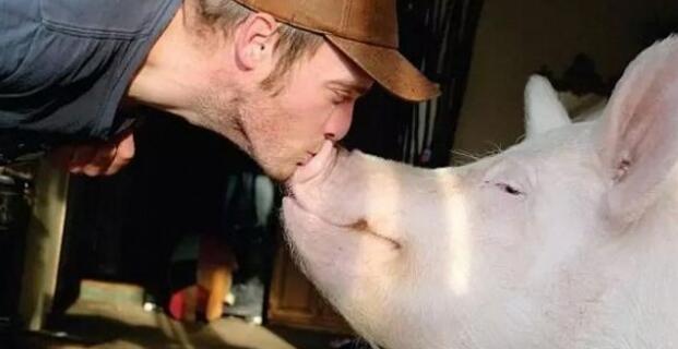 可爱小猪猪治愈图片/不许说我胖 我只是可爱到膨胀,可爱的胖猪猪图片(迷你猪被养成大胖猪) 可爱小猪猪治愈图片/不许说我胖 我只是可爱到膨胀,可爱的胖猪猪图片(迷你猪被养成大胖猪)